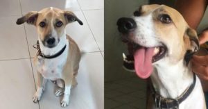 Pandora - cachorra encontrada