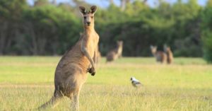 Canguru - Austrália